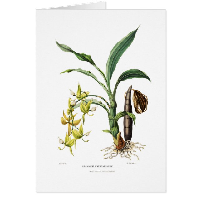 Ventricosum del Cycnoches (Frente)