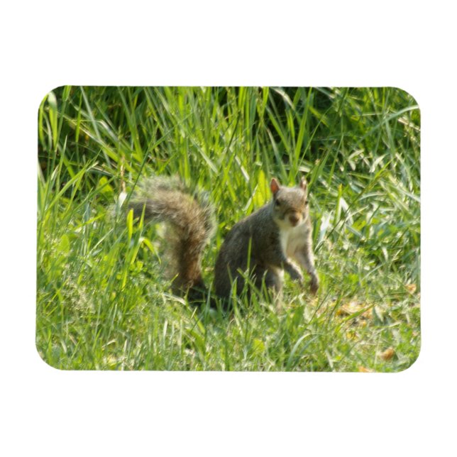 Ver El Imán Flexible De La Ardilla (Horizontal)