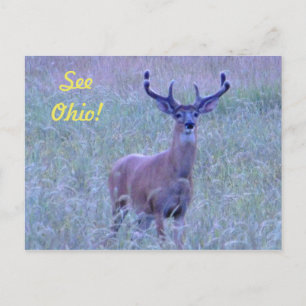 ¡Ver Ohio! Postal (Whitetail Buck)