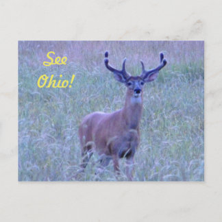 ¡Ver Ohio! Postal (Whitetail Buck)