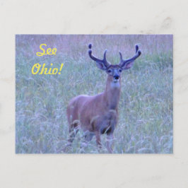 ¡Ver Ohio! Postal (Whitetail Buck)