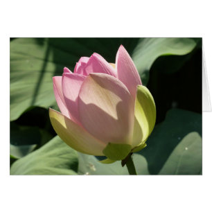 Verano de flores rosadas de Lotus
