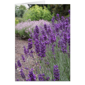 Verano de Lavender