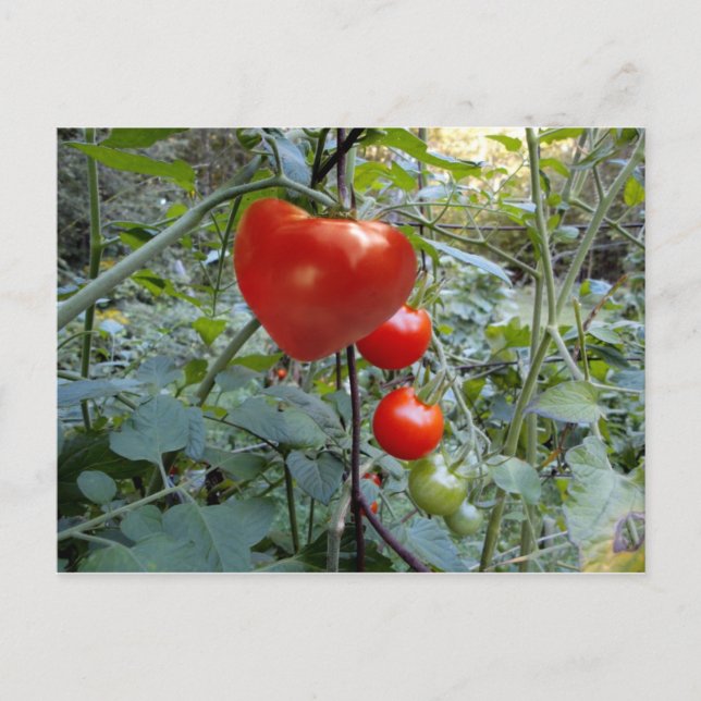 Verano de tomates en la postal de New Hampshire (Anverso)