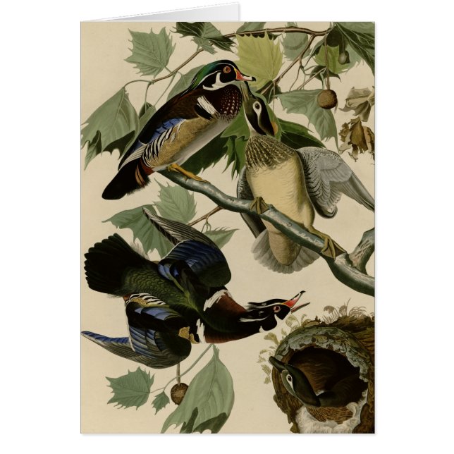 Verano o pato de madera (Frente)