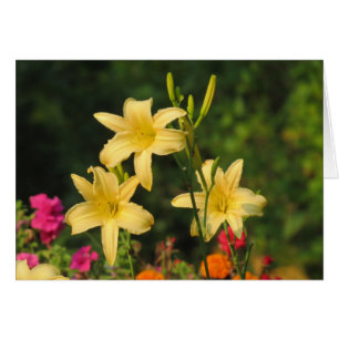 Verano tardío - Daylilies