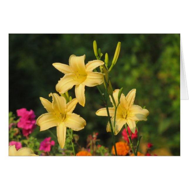 Verano tardío - Daylilies (Anverso (Horizontal))