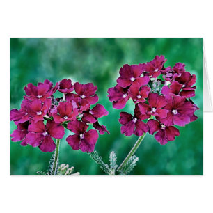 Verbena