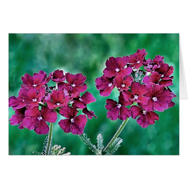 Verbena (Anverso (Horizontal))