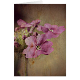 Verbena Delicada Floral Rosa.