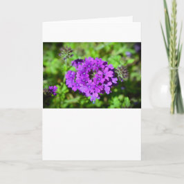 Verbena, tarjeta
