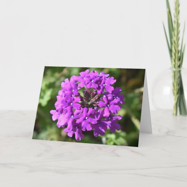 Verbena, tarjeta (Anverso)