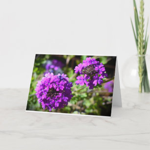 Verbena, tarjeta