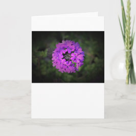 Verbena, tarjeta