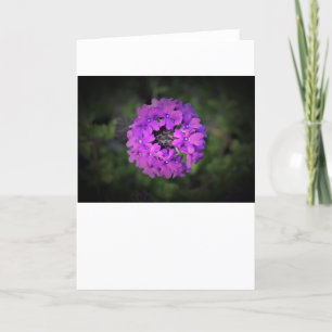 Verbena, tarjeta