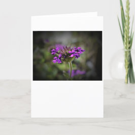 Verbena, tarjeta