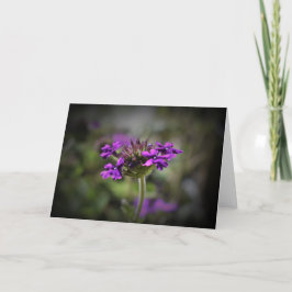 Verbena, tarjeta