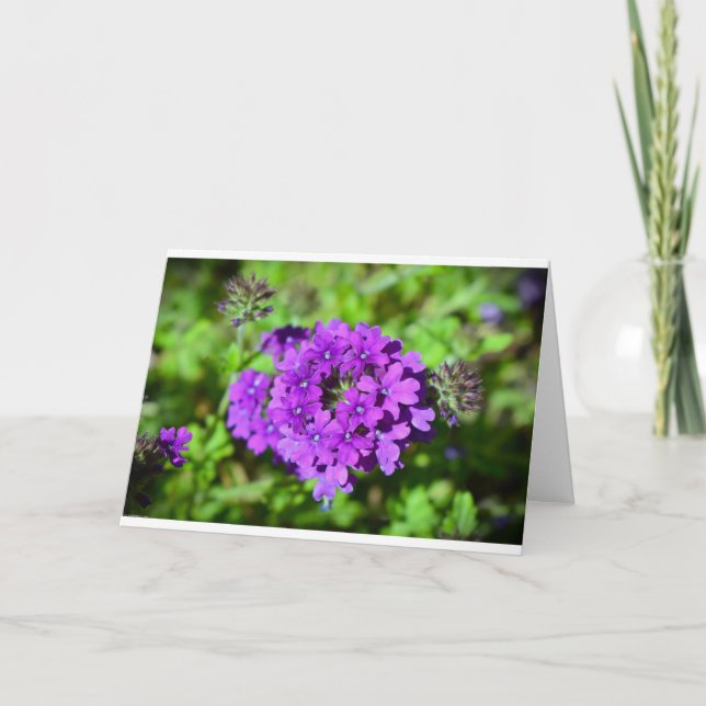 Verbena, tarjeta (Anverso)