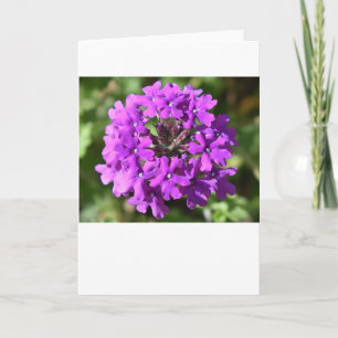 Verbena, tarjeta