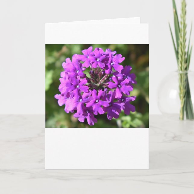 Verbena, tarjeta (Anverso)