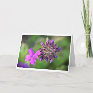 Verbena, tarjeta