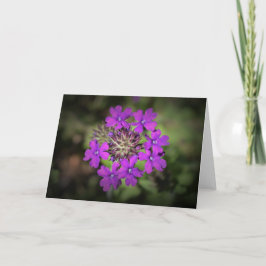 Verbena, tarjeta