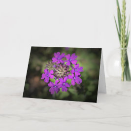 Verbena, tarjeta