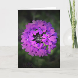 Verbena, tarjeta
