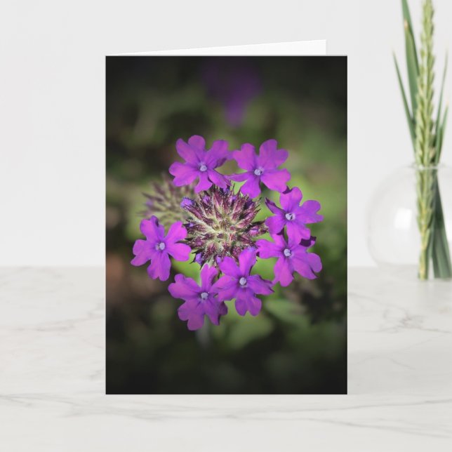 Verbena, tarjeta (Anverso)