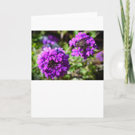Verbena, tarjeta
