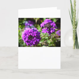 Verbena, tarjeta