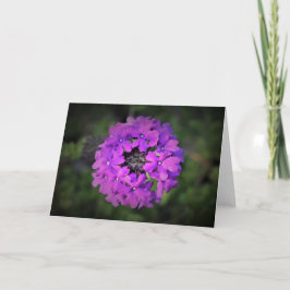 Verbena, tarjeta