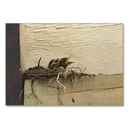 Verbos Chirping Birds Leyendo tarjetas flash para