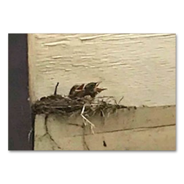 Verbos Chirping Birds Leyendo tarjetas flash para  (Anverso)