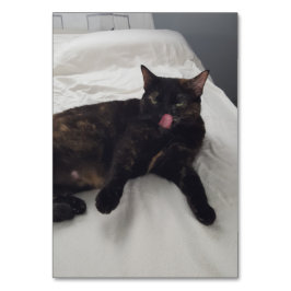 Verbos poniéndose lamiendo gatos leyendo tarjetas