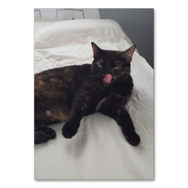 Verbos poniéndose lamiendo gatos leyendo tarjetas  (Anverso)