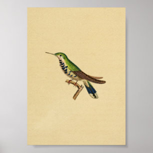 Verde azul 1830 de la impresión del colibrí del