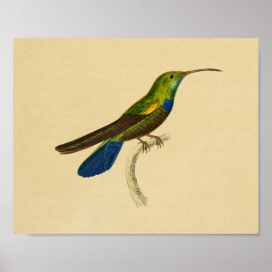 Verde azul 1830 de la impresión del colibrí del