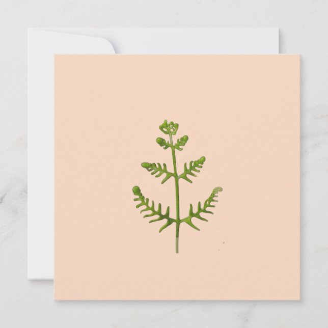 verde primavera (Anverso)