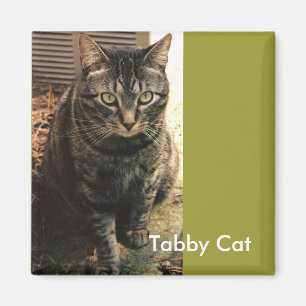 Verde retro del imán del gato de Tabby