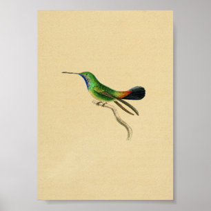 Verde rojo 1830 de la impresión del colibrí del