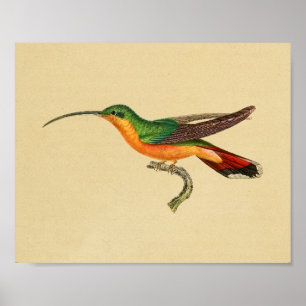Verde rojo 1830 de la impresión del colibrí del