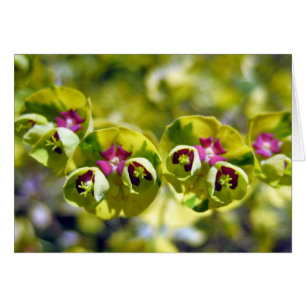 Verde y Flor 105