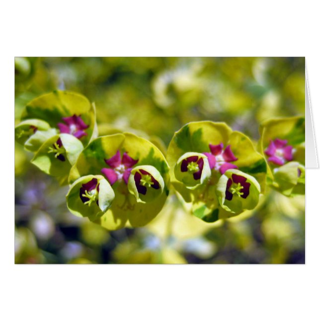 Verde y Flor 105 (Anverso (Horizontal))