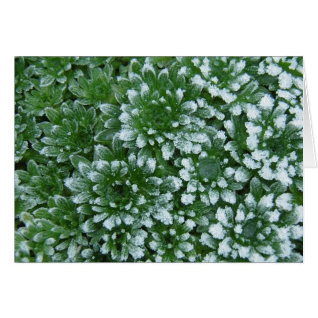 Verdes congelados (Anverso (Horizontal))