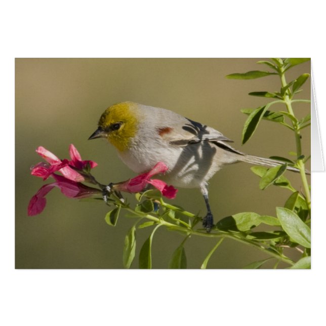 Verdin (Anverso (Horizontal))