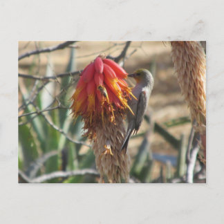 Verdin en la tarjeta postal de la flor de Aloe