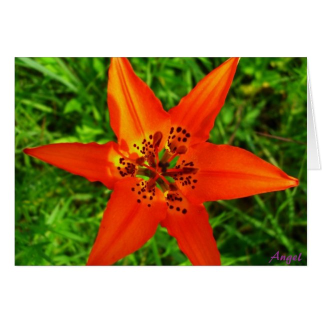 Verdor tropical (Anverso (Horizontal))