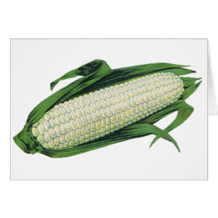 Verduras de comida antigua Maíz blanco en la mazor