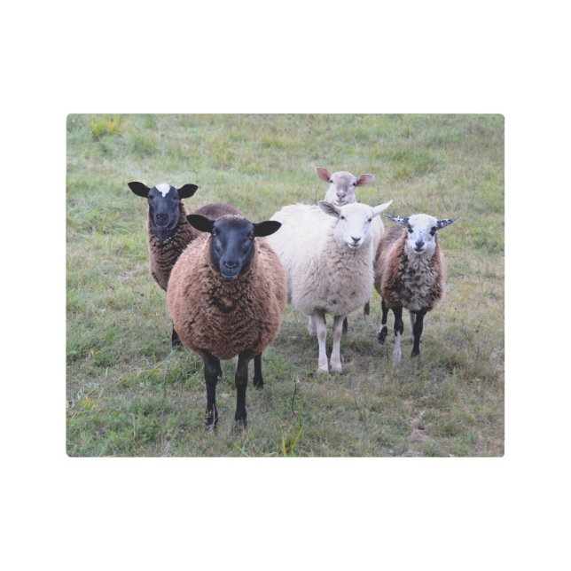 Vermont Sheep Welcoming Committee Poster (Anverso)